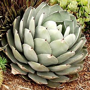 Parry's agave 